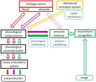 Investigating the cognitive architecture of verbal fluency: evidence from an interference design on 487 controls